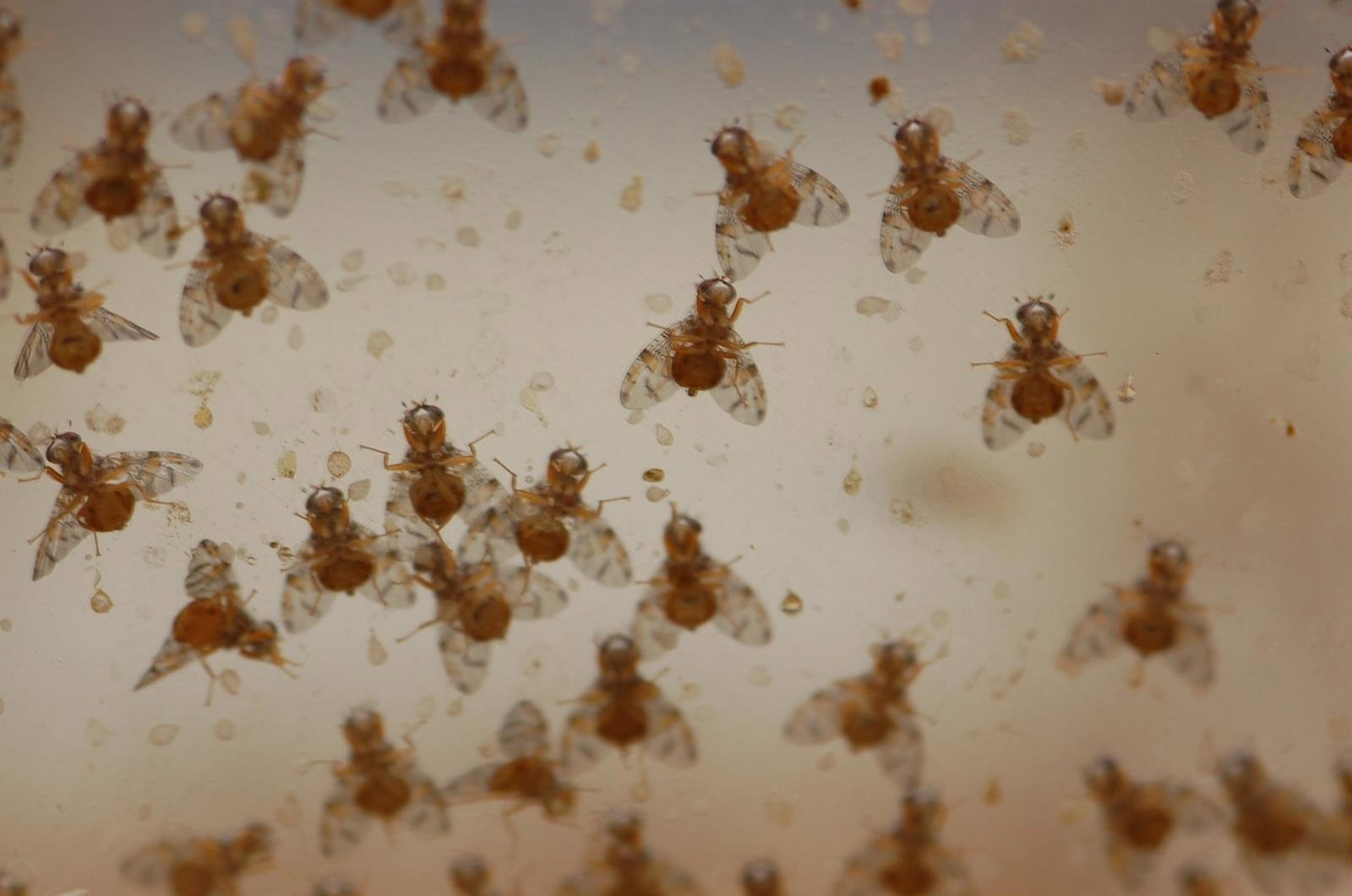 Un estudio innovador revela un circuito neuronal temprano que determina la recompensa alimentaria